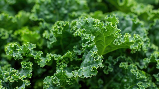 Ornamental curly kale
