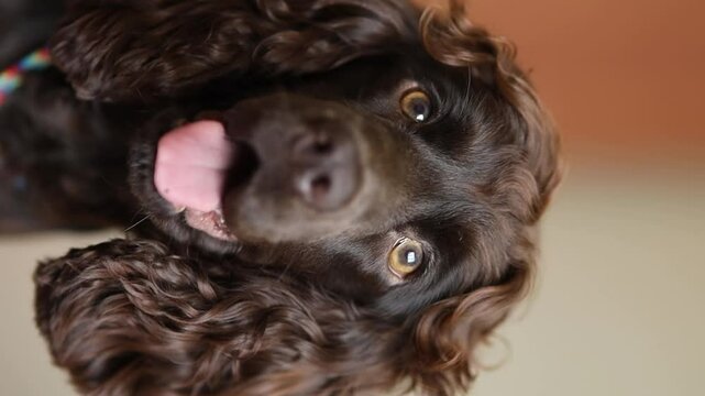 Young English Cocker Spaniel puppy, close-up portrait. Young dark brown English Cocker Spaniel puppy on the bed. A young playful English Cocker Spaniel puppy looks at the camera. Happy pup, soft focus