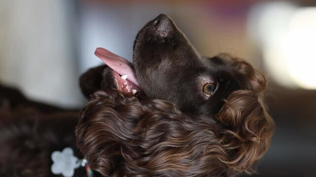Young English Cocker Spaniel puppy, close-up portrait. Young dark brown English Cocker Spaniel puppy on the bed. A young playful English Cocker Spaniel puppy looks at the camera. Happy pup, soft focus