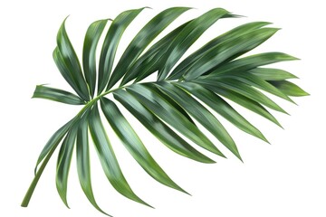 Fototapeta premium A detailed shot of a single green leaf against a plain white background