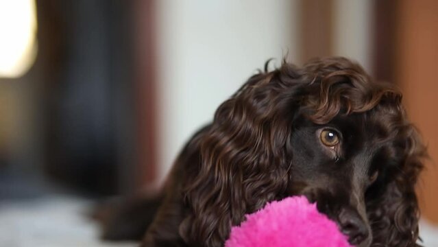 A cute English cocker spaniel puppy play with his pink toy fluffy ball. A English Cocker Spaniel puppy plays with his pink toy fluffy ball. A dark brown English Cocker Spaniel puppy on the bed.