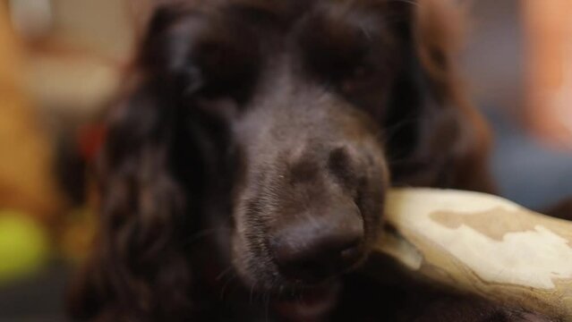 coffee wood stick for dogs. An English Cocker Spaniel puppy lies on the sofa at home and chews a coffee wood chewing stick, close-up. A young  English Cocker Spaniel plays with a stick. soft focus