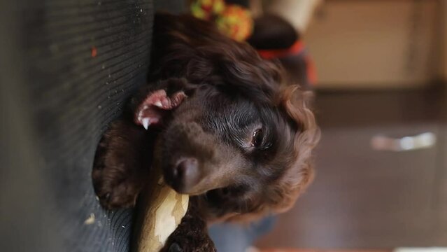 coffee wood stick for dogs. An English Cocker Spaniel puppy lies on the sofa at home and chews a coffee wood chewing stick, close-up. A young  English Cocker Spaniel plays with a stick. soft focus