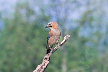 Jay looking for nuts at the innkeeper. Very elusive animal, but it can't resist a nutjay looking for nuts at the innkeeper. Very elusive animal, but it can't resist a nut