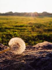A dandelion is in the foreground, dark trees in the background. The sun is shining brightly on the dandelion, creating a warm and inviting morning glow light and atmosphere. Sunrise scene.