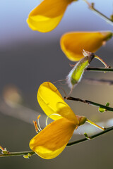 Cytisus oromediterraneus. The piorno dyes our scrub mountains yellow at the end of spring