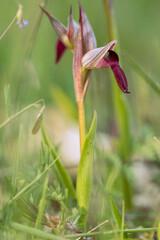 Fototapeta premium Serapia lingua. One of the orchids that we can find in the Iberian Peninsula throughout spring