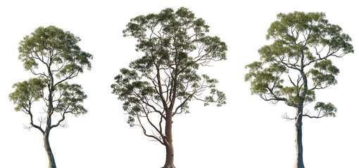 Set of Eucalyptus citriodora and Eucalyptus Amygdalina (black peppermint) frontal isolated png in sunny daylight on a transparent background perfectly cutout