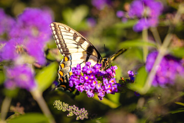butterfly on a flower