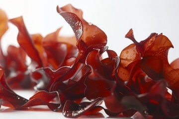 Dulse a red algae grows in Atlantic and Pacific Oceans as Palmaria Palmata