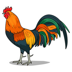 Rooster learn birds educational game PNG illustration