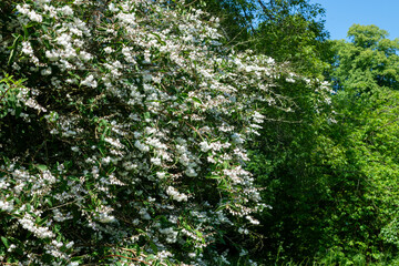 Fototapeta premium Deutzia scabra Codsall Pink flowers in bloom