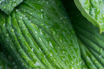 natural plant background. huge green hosta leaves with drops after rain close-up, exotic flowers