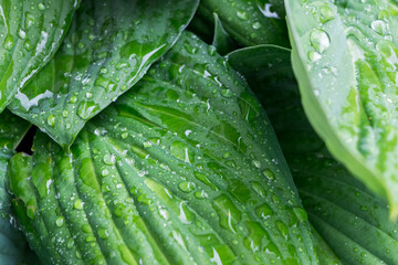 natural plant background. huge green hosta leaves with drops after rain close-up, exotic flowers