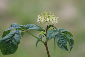 Blooming branch of medicinal plant. Eleutherococcus senticosus.