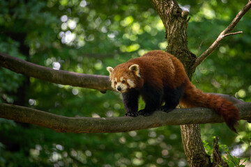 Red panda on a branch.