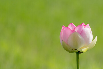 満開のハスの花