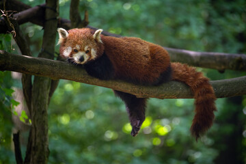 Red panda on a branch.