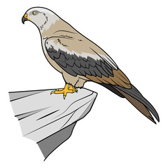 Kite bird learn birds educational game PNG illustration