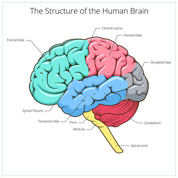 Structure of human brain schematic PNG illustration. Medical science educational illustration