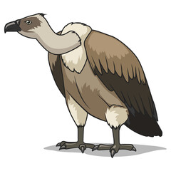 Vulture bird learn birds educational game PNG illustration