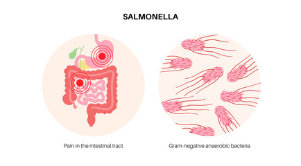 .Salmonella Typhimurium Cells