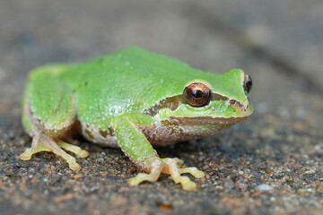 Closeup on a green Pacific tree or chorus frog, Pseudacris regilla from Oregon, USA