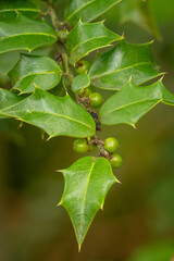 Green holly berries and green leaves.