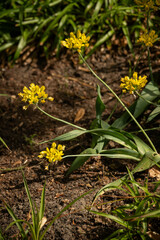 Golden yellow garlic planted outdoors.
