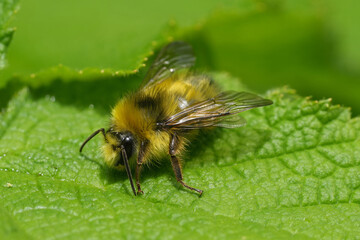 Closeup on a fluffy North-American Sitka Bumble Bee , Bombus sitkensis sitting on a green leaf