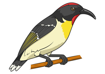 Myzomela taveuni bird learn birds educational game PNG illustration