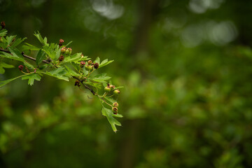 Green fruits of hawthorn on a branch.