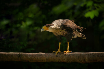 A bird of prey, the southern wagtail, on a branch.