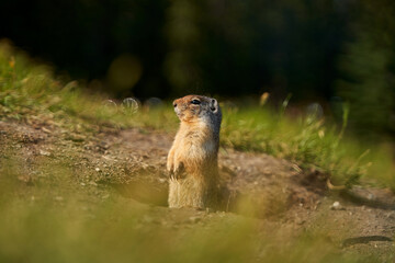 Prairie dogs in their native environment in the meadows in the mountains near their den.
