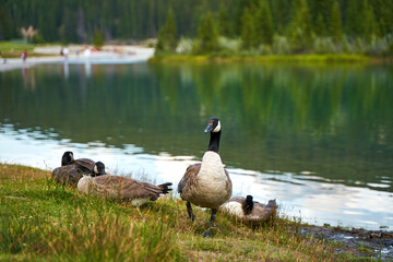 A flock of Canadian brown proud geese walk by the lake.