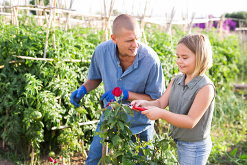 Little daughter helping her father cut fresh roses in the garden. High quality photo