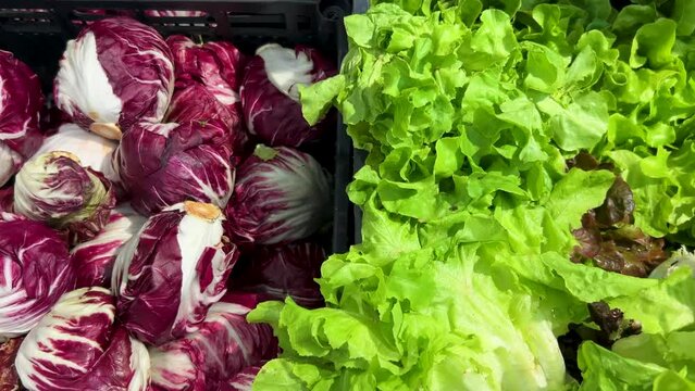 Lettuce and chicory radicchio rosso di Chioggia on greengrocer's stall, slide shot in top view