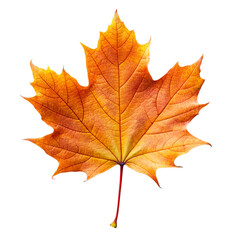 Fototapeta premium Golden maple leaf on transparent background, symbolizing autumn beauty and vibrant nature colors