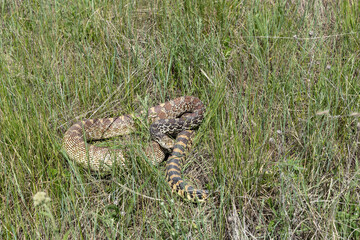 Harmless large bull snake hiding curled up in the tall grass mistaken for rattlesnake