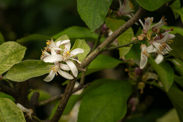 A beautifully fragrant lemon blossom on a tree.