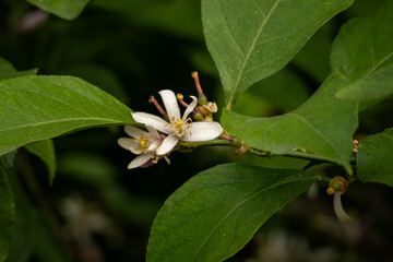 A beautifully fragrant lemon blossom on a tree.