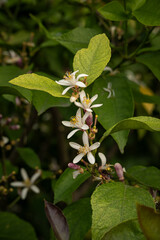 A beautifully fragrant lemon blossom on a tree.