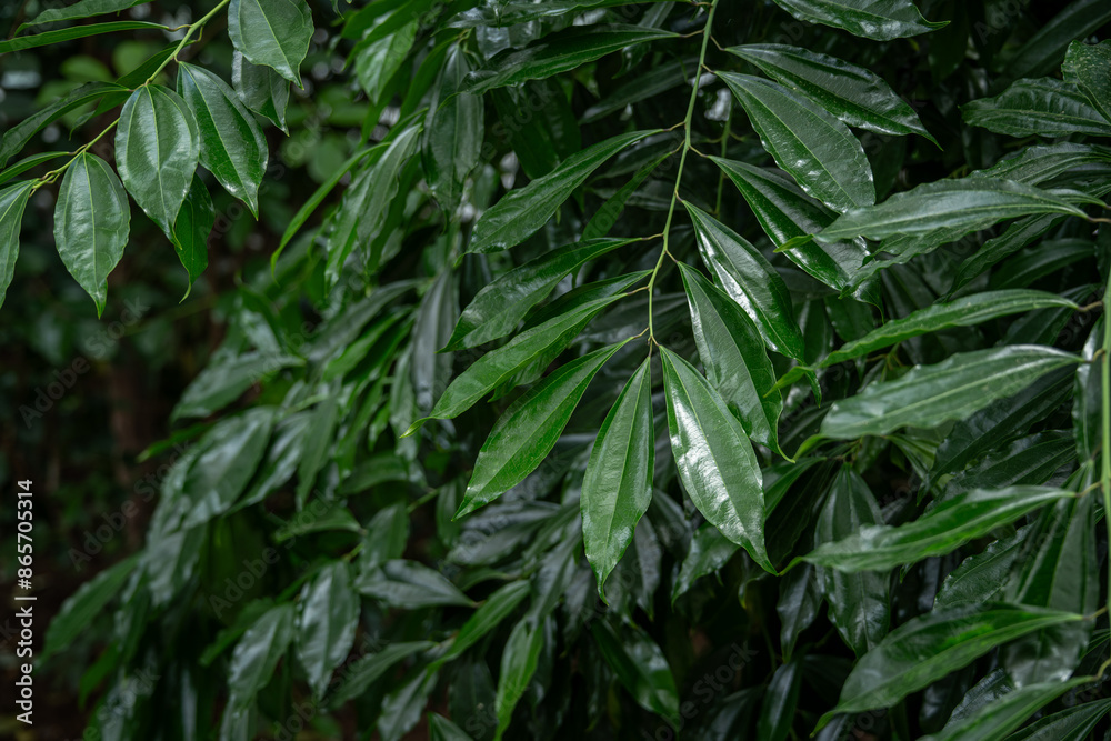 Canvas Prints cinnamon, ceylon and shiny leaves on a twig.