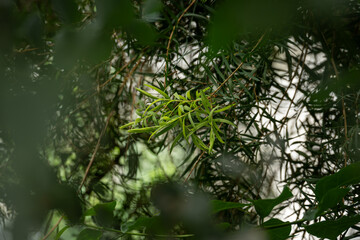 Fresh new leaves on a tea tree.