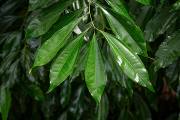 Cinnamon, Ceylon and shiny leaves on a twig.
