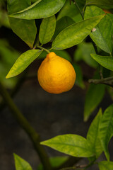 Orange ripe tangerines on the tree.