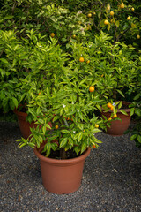 Orange ripe tangerines on a tree in a pot.
