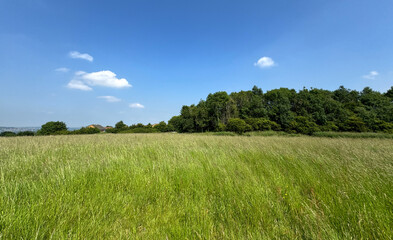 A vast field of lush, green grass stretches out under a clear blue sky with a few scattered clouds. In the distance, a line of dense trees marks the horizon in, Wrose, Bradford, UK