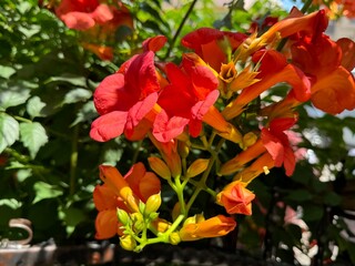Campsis radicans, the trumpet vine.