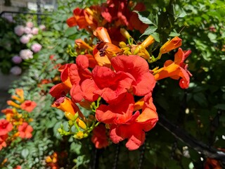 Campsis radicans, the trumpet vine.